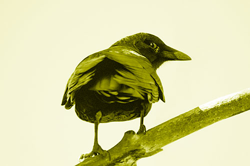 Sly Eyed Crow Glances Backward Among Tree Branch (Yellow Shade Photo)
