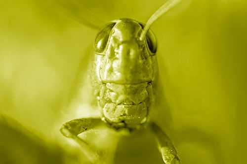 Smiling Grasshopper Enjoying Sunshine (Yellow Shade)