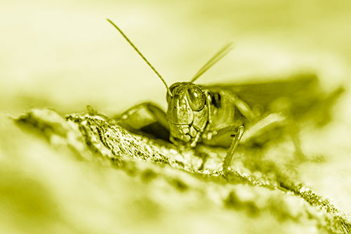 Smiling Grasshopper Grabbing Ahold Tree Stump (Yellow Shade Photo)