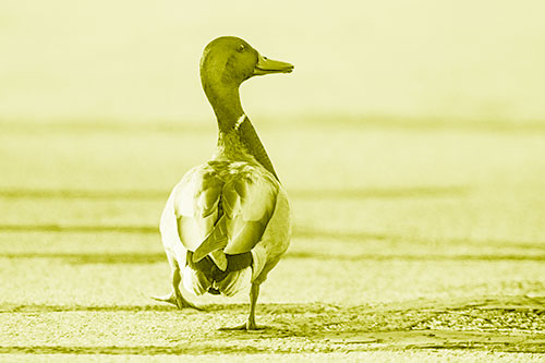 Smiling Mallard Duck Walking Down Sidewalk (Yellow Shade Photo)
