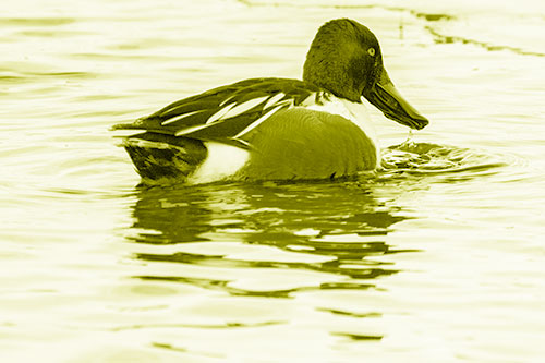 Smiling Northern Shoveler Duck Swimming Calm River Water (Yellow Shade Photo)