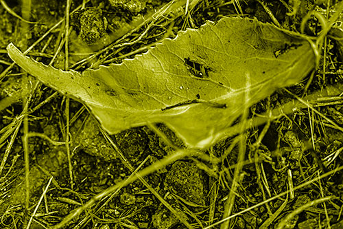 Smirking Fish Shaped Leaf Face Among Sticks (Yellow Shade Photo)