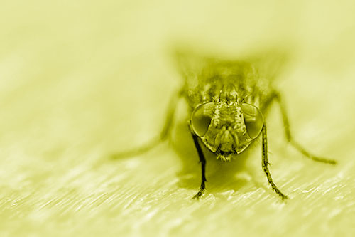 Smirking Open Mouthed Cluster Fly Watching Closely (Yellow Shade)