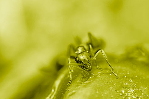 Snarling Carpenter Ant Guarding Sugary Treat (Yellow Shade Photo)