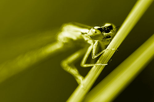 Snarling Damselfly Hangs Onto Grass Blade (Yellow Shade)
