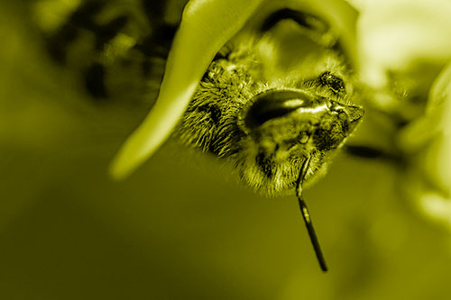 Snarling Honey Bee Clinging Flower Petal (Yellow Shade Photo)