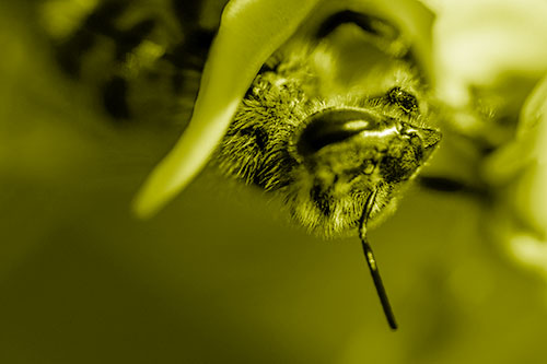 Snarling Honey Bee Clinging Flower Petal (Yellow Shade)