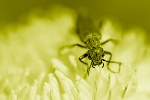 Snarling Oedemera Beetle Eating Dandelion Pollen (Yellow Shade)