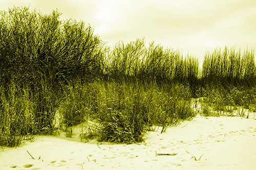 Snow Covered Tall Grass Surrounding Trees (Yellow Shade Photo)