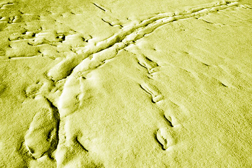 Snow Drifts Cover Footprint Trails (Yellow Shade Photo)