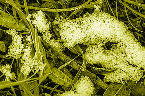 Snow Face Rests Atop Frost Covered Leaves (Yellow Shade)