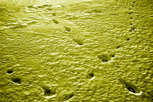 Snow Footprint Trails Crossing Paths (Yellow Shade Photo)