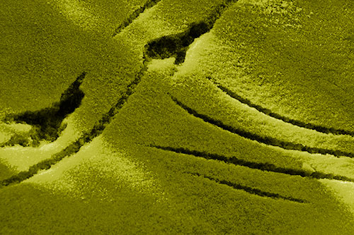 Snowy Bird Footprint Claw Marks (Yellow Shade Photo)