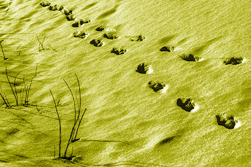 Snowy Footprints Along Dead Branches (Yellow Shade Photo)