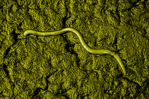 Soaked Earthworm Wiggles Across Wet Pavement (Yellow Shade)