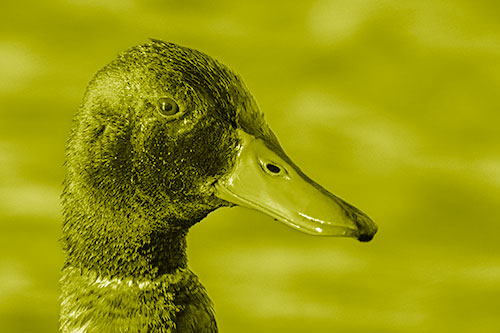 Soaked Male Mallard Duck Watching Among Lake (Yellow Shade)