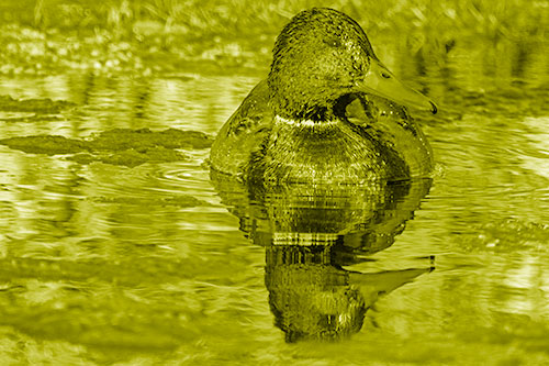 Soaked Mallard Duck Casts Pond Water Reflection (Yellow Shade Photo)