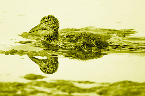 Soaked Mallard Duckling Swimming Past Algae (Yellow Shade)