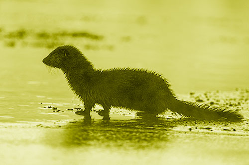 Soaked Mink Contemplates Swimming Across River (Yellow Shade Photo)