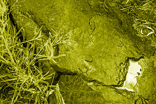 Soaked Puddle Mouthed Rock Face Among Plants (Yellow Shade Photo)