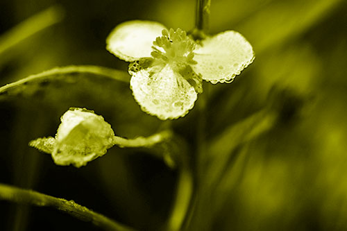 Soaking Wet Frogbit Flower Dew (Yellow Shade Photo)