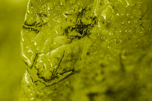 Soaking Wet Smiling Decayed Leaf Face (Yellow Shade Photo)