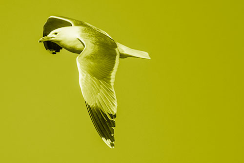 Soaring Seagull Circling Above Lake (Yellow Shade)