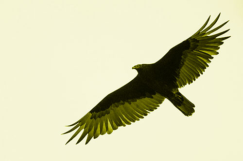 Soaring Turkey Vulture Flying Among Sky (Yellow Shade Photo)