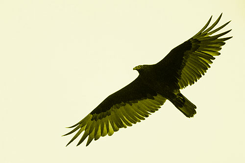 Soaring Turkey Vulture Flying Among Sky (Yellow Shade)