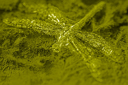 Soggy Dead Dragonfly Floating Atop Algae (Yellow Shade Photo)