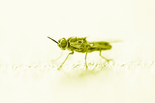 Soldier Fly Standing Still Among Light (Yellow Shade)