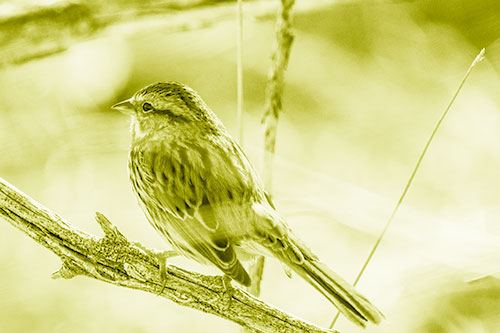 Song Sparrow Overlooking Water Pond (Yellow Shade Photo)