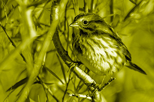 Song Sparrow Perched Along Curvy Tree Branch (Yellow Shade Photo)