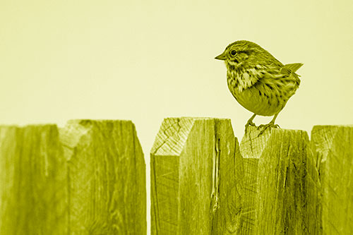 Song Sparrow Standing Atop Wooden Fence (Yellow Shade Photo)