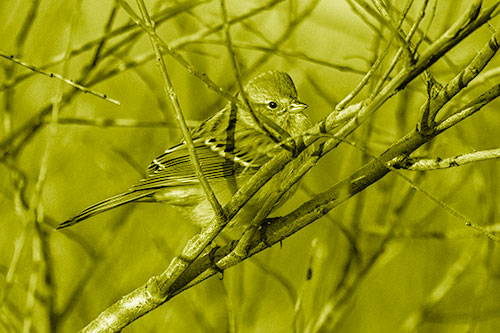 Song Sparrow Watches Sunrise Among Tree Branches (Yellow Shade Photo)
