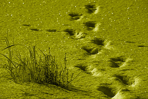 Sparkling Snow Footprints Across Frozen Lake (Yellow Shade Photo)