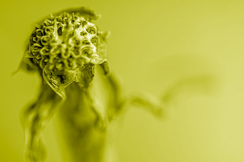 Spiky Headed Gumplant Figure Pointing The Way (Yellow Shade Photo)