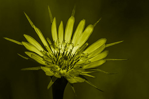 Spiky Salsify Flower Gathering Sunshine (Yellow Shade Photo)