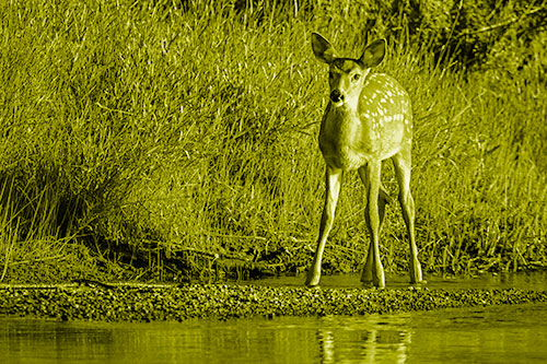 Spotted White Tailed Deer Standing Along River Shoreline (Yellow Shade)