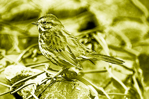 Squinting Song Sparrow Perched Atop Chain Link Fencing (Yellow Shade Photo)