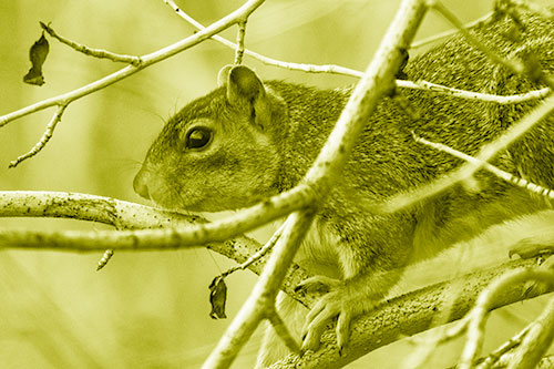 Squirrel Climbing Down From Tree Branches (Yellow Shade Photo)