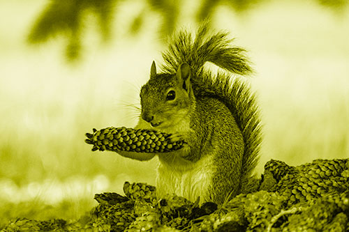 Squirrel Eating Pine Cones (Yellow Shade Photo)