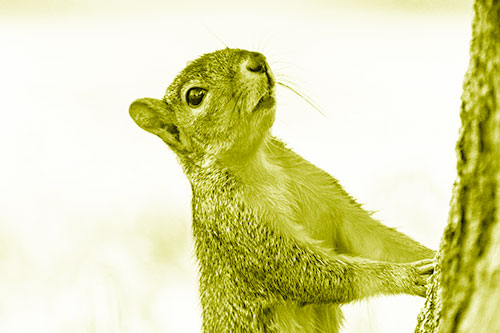 Squirrel Glances Up Tree Trunk (Yellow Shade)