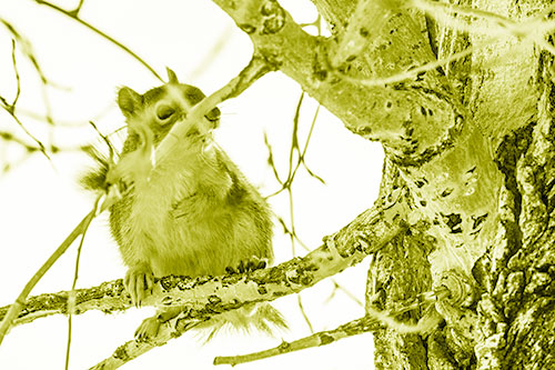 Squirrel Grabbing Chest Atop Two Tree Branches (Yellow Shade Photo)