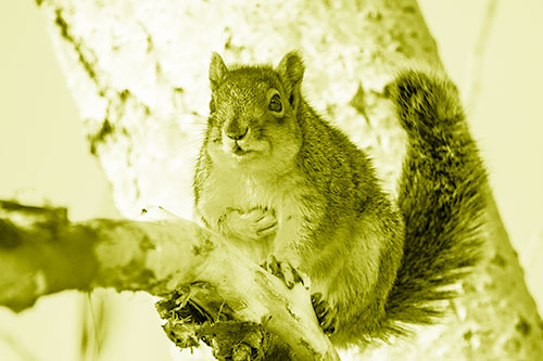 Squirrel Grasping Chest Atop Thick Tree Branch (Yellow Shade Photo)