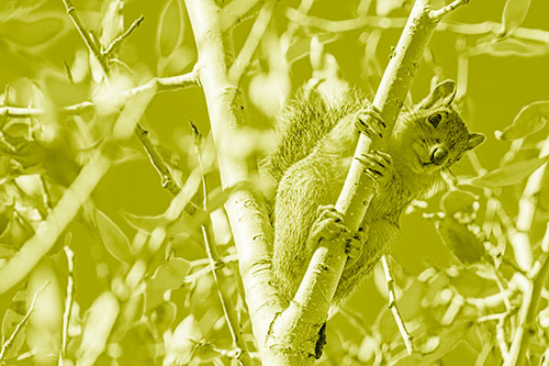 Squirrel Gripping Ahold Of Tree Branch (Yellow Shade)