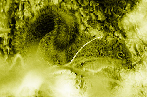 Squirrel Hiding Behind Tree Branches (Yellow Shade Photo)