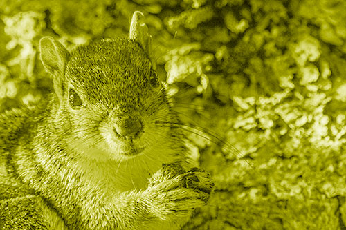 Squirrel Holding Food Atop Tree Branch (Yellow Shade)