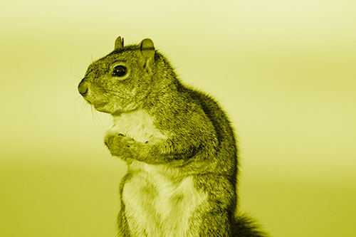 Squirrel Holding Food Tightly Amongst Chest (Yellow Shade Photo)