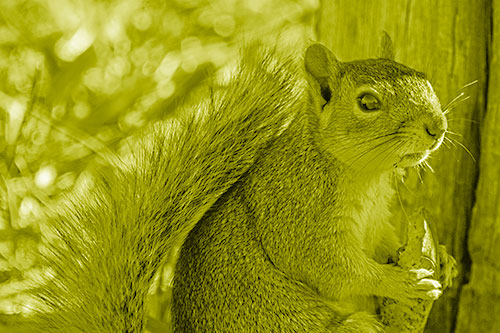 Squirrel Holding Watermelon Slice Glancing Sideways (Yellow Shade)